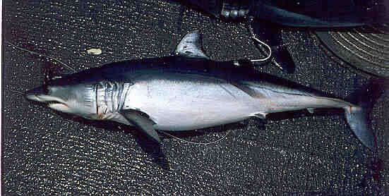 Image of mackerel sharks