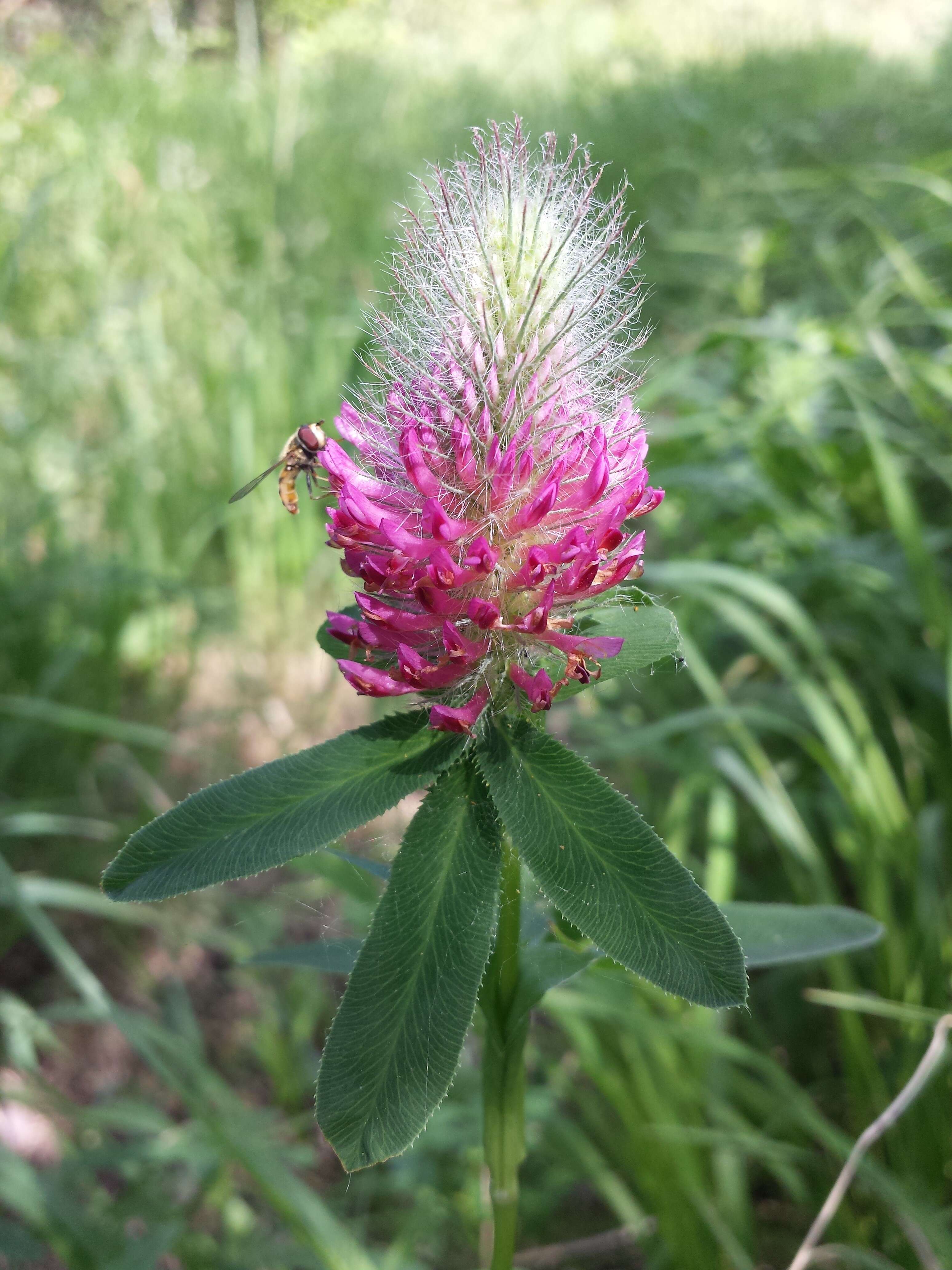 Image of Red Trefoil