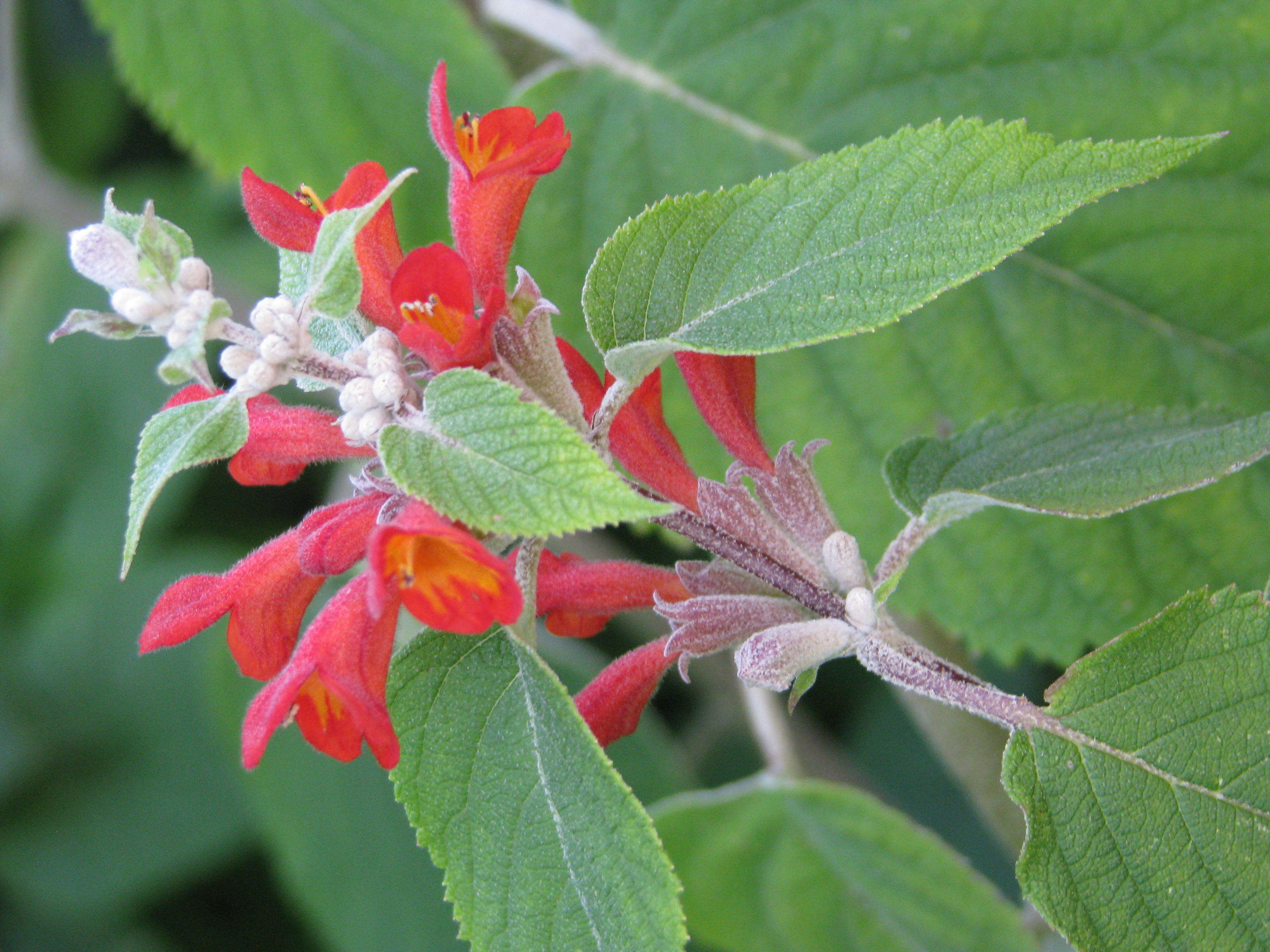 Image of Colquhounia coccinea Wall.