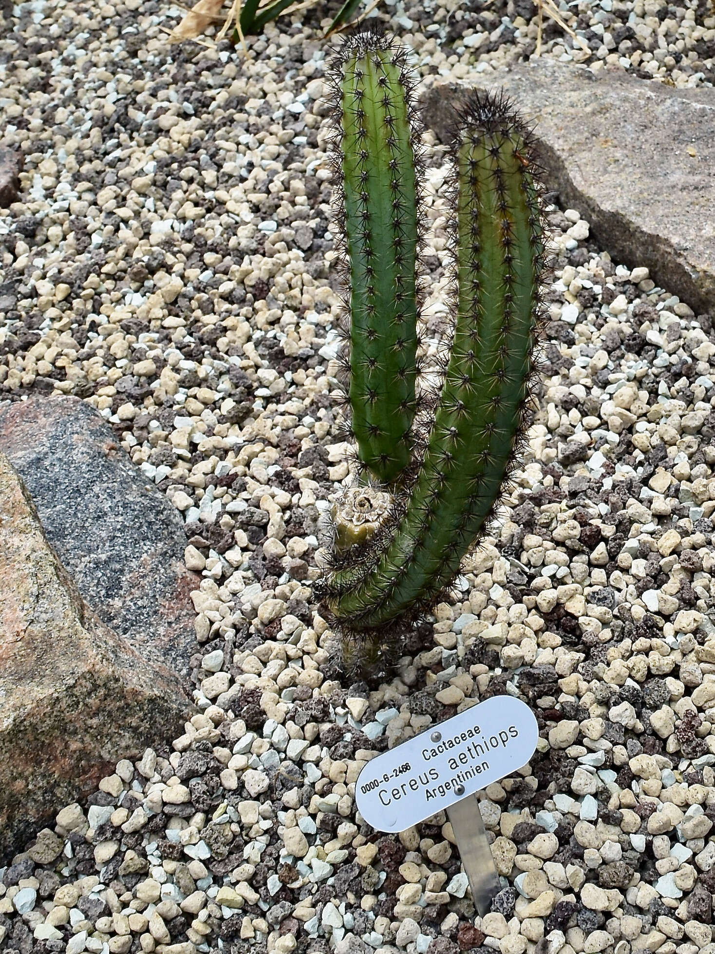 Image of Cereus aethiops Haw.