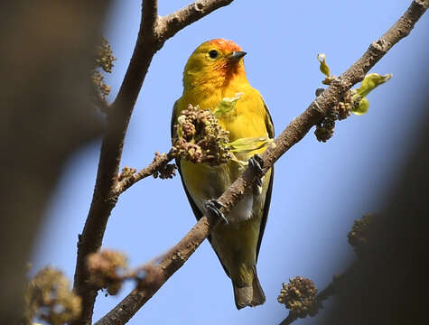 Image of Cephalopyrus Bonaparte 1854