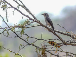 صورة Muscicapa dauurica Pallas 1811