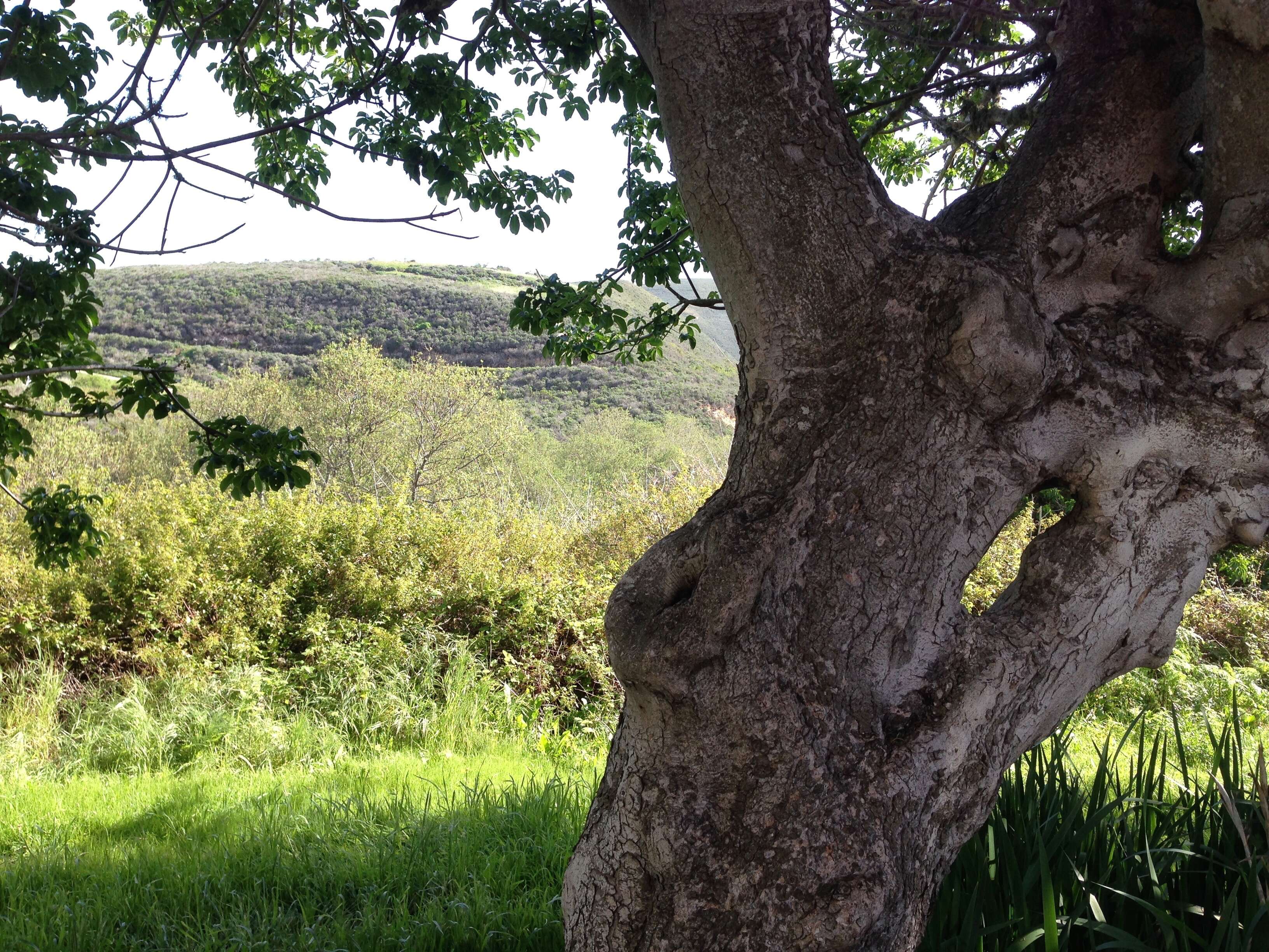 Imagem de Aesculus californica (Spach) Nutt.