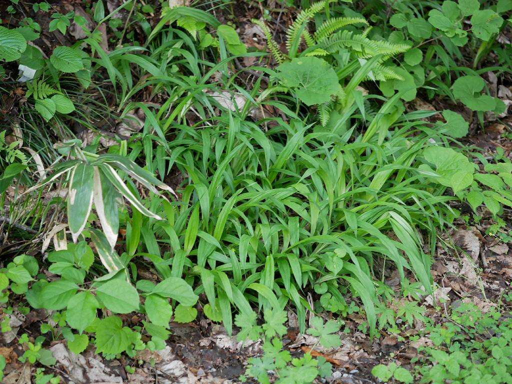 Carex siderosticta Hance resmi