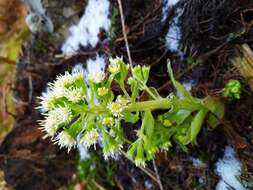 Image of Petasites albus (L.) Gaertn.