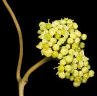 Image of Clematicissus angustissima (F. Müll.) Planchon