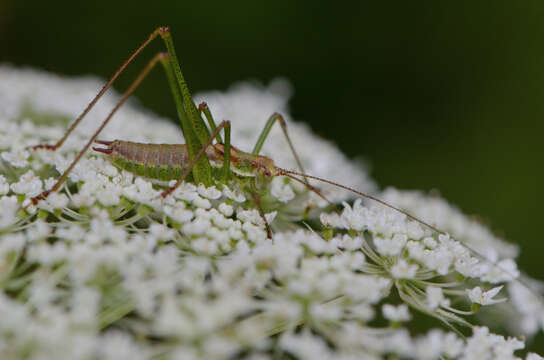 Image of striped bush-cricket