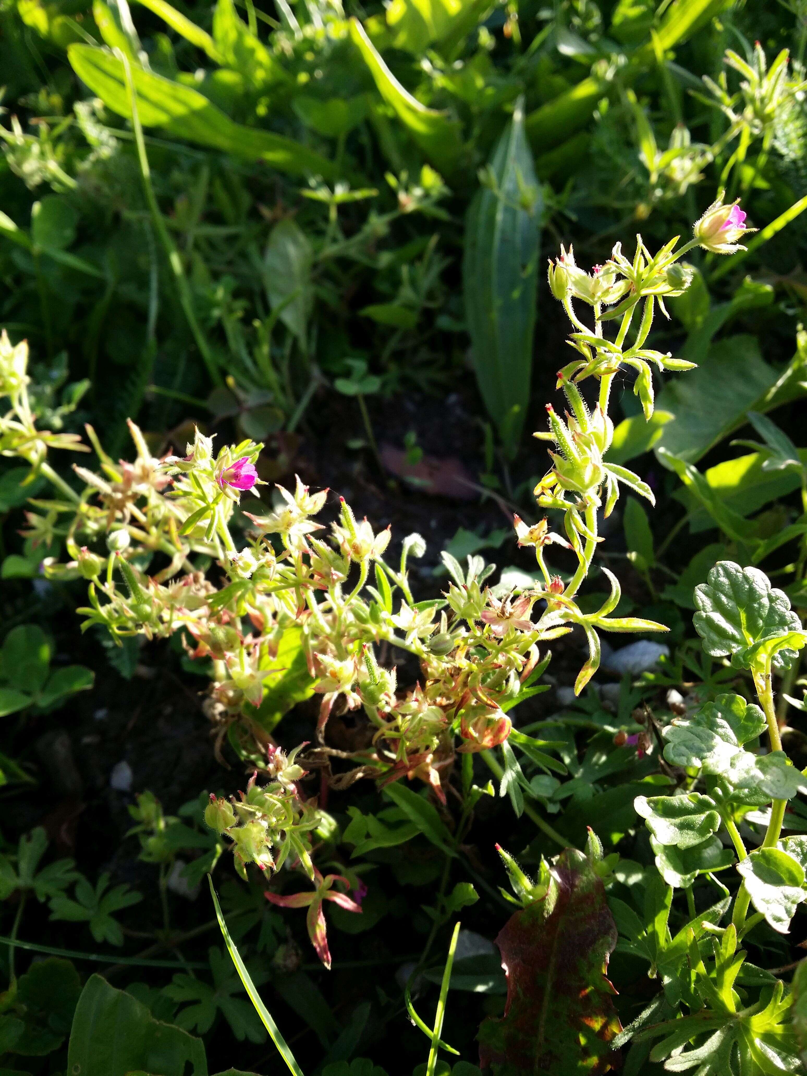 Plancia ëd Geranium dissectum L.