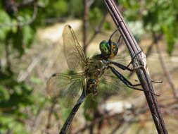 Image of Balkan Emerald