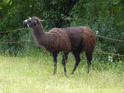 Image of llama