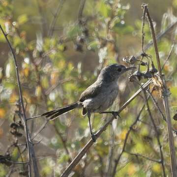 Image of California Gnatcatcher