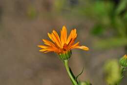 Image of pot marigold