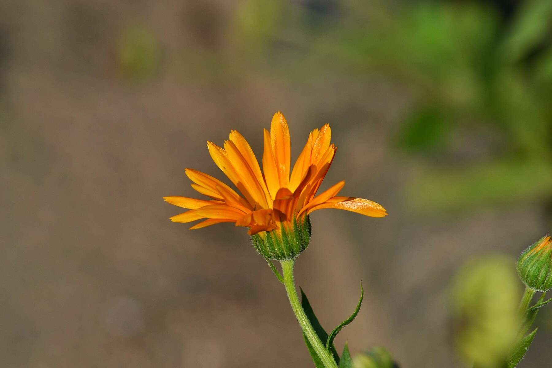 Image of pot marigold