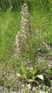 Image of Lizard orchid