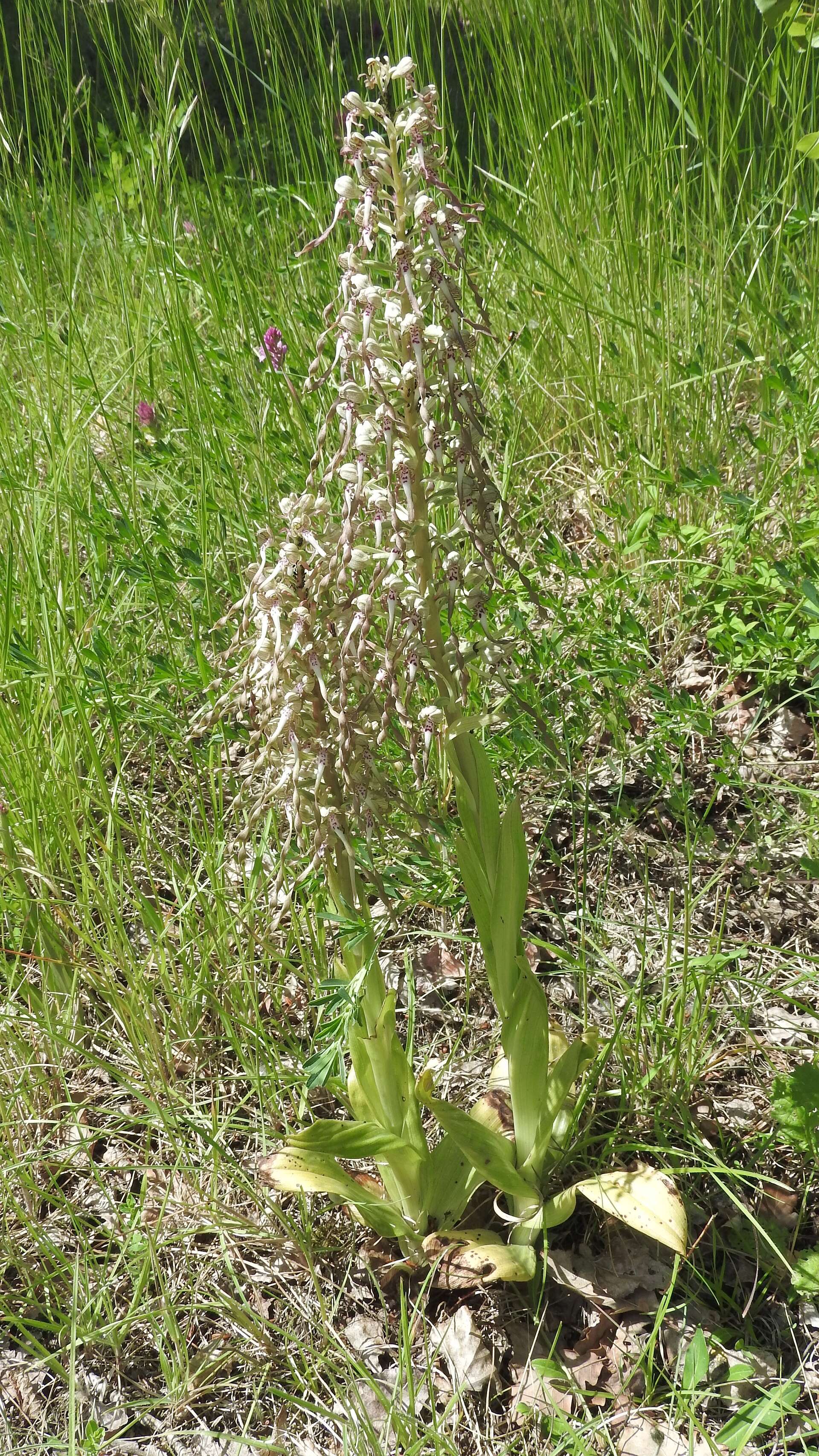 Image of Lizard orchid