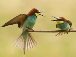 Image of bee-eater, european bee-eater