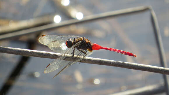 Image of Orthetrum villosovittatum (Brauer 1868)