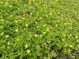 Image of Bay Biscayne creeping-oxeye