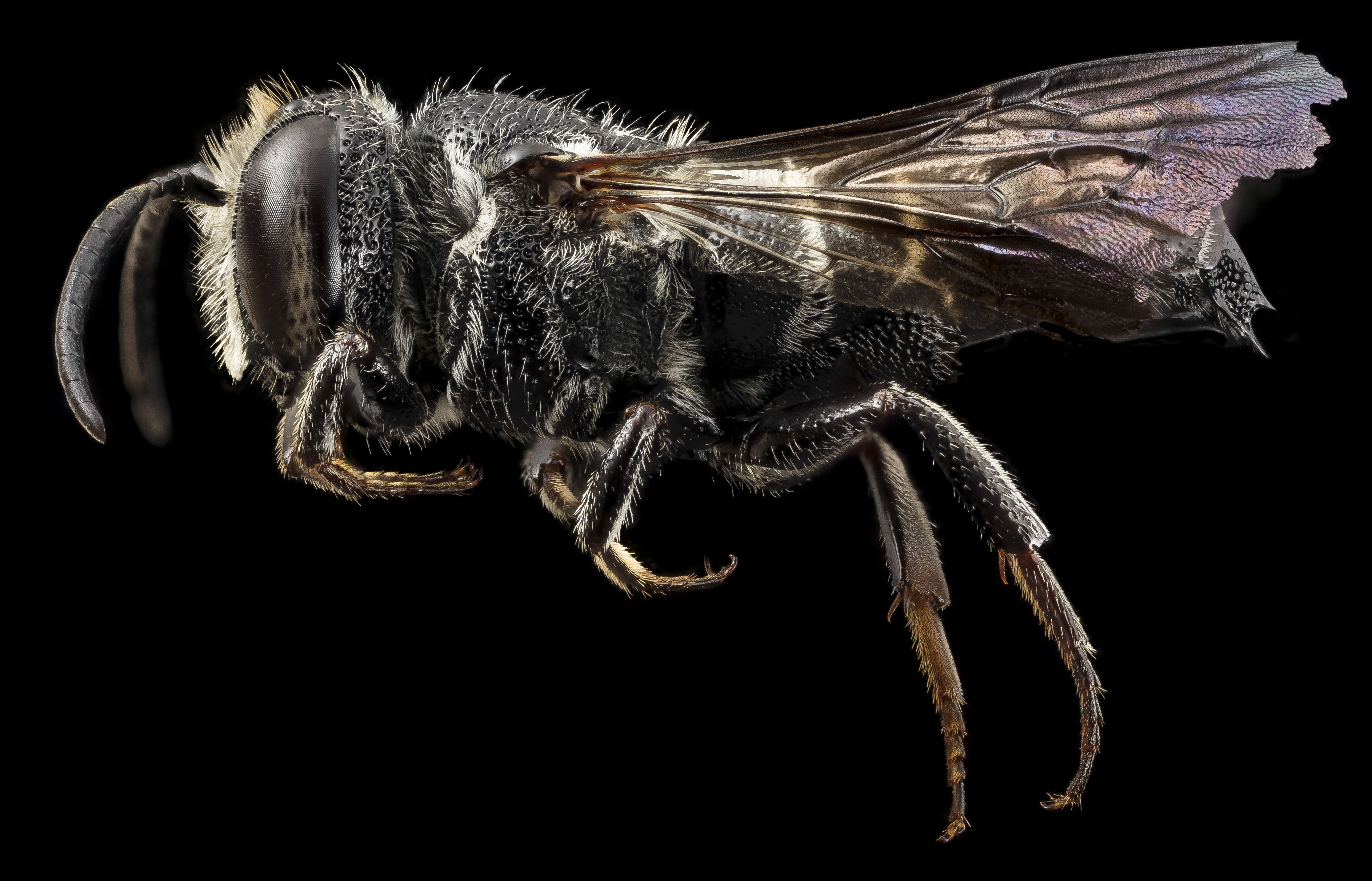 Image of Carpenter-mimic Cuckoo-leaf-cutter