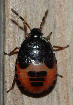 Image of White-margined Burrower Bug