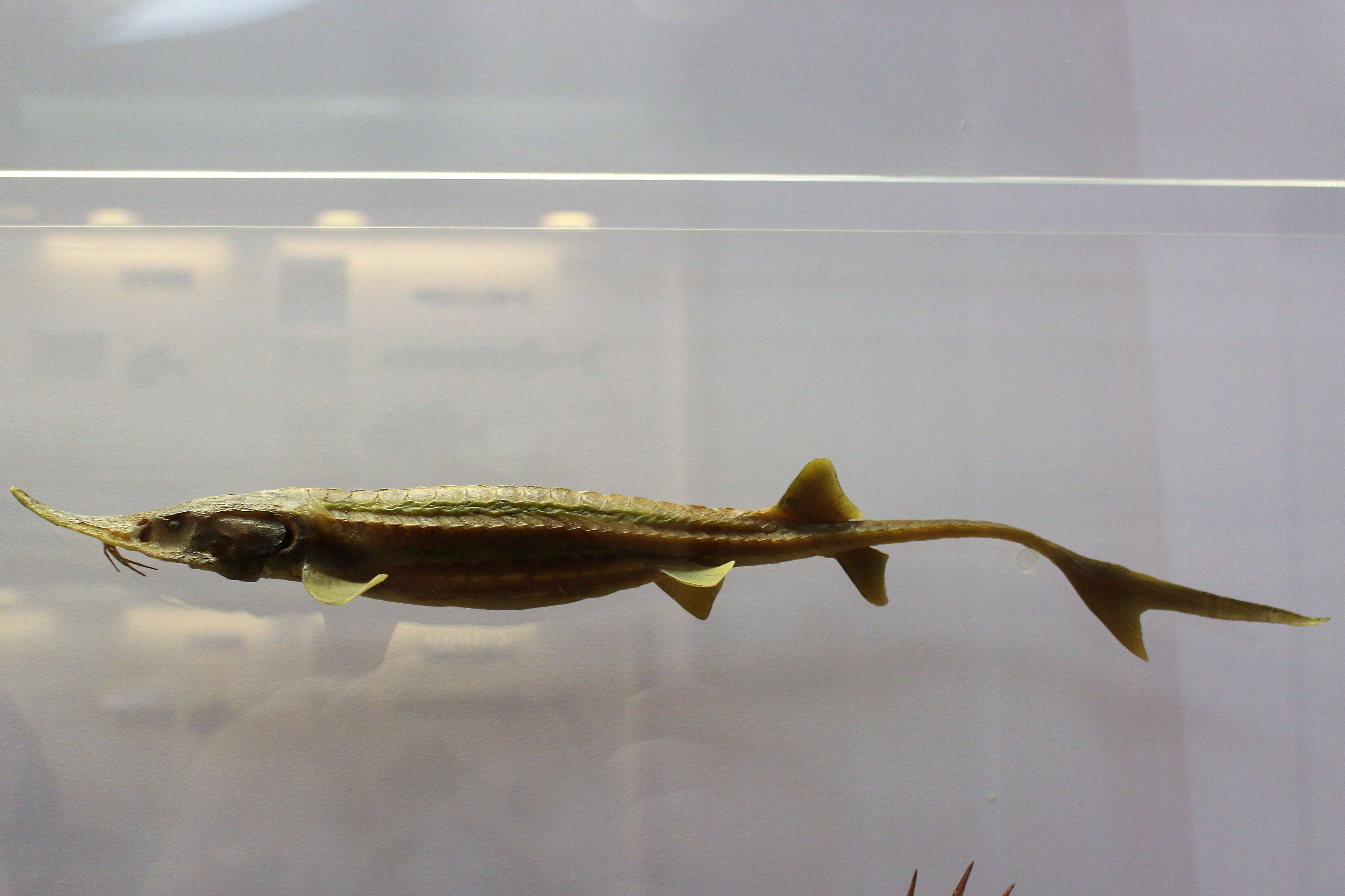 Image of Pallid Sturgeon