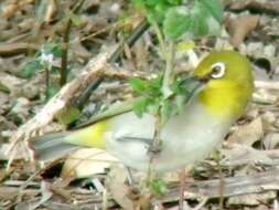 Image of Swinhoe's White-eye