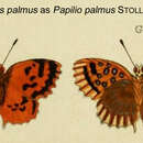 Image of Chrysoritis palmus