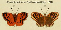 Image of Chrysoritis palmus
