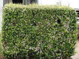 Image of Dwarf Holly