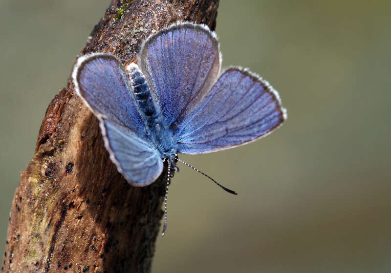 Sivun Cyaniris bellis kuva