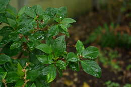 Слика од Achyranthes arborescens R. Br.