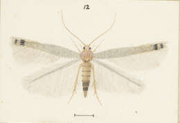 Image of Batrachedra filicicola Meyrick 1917