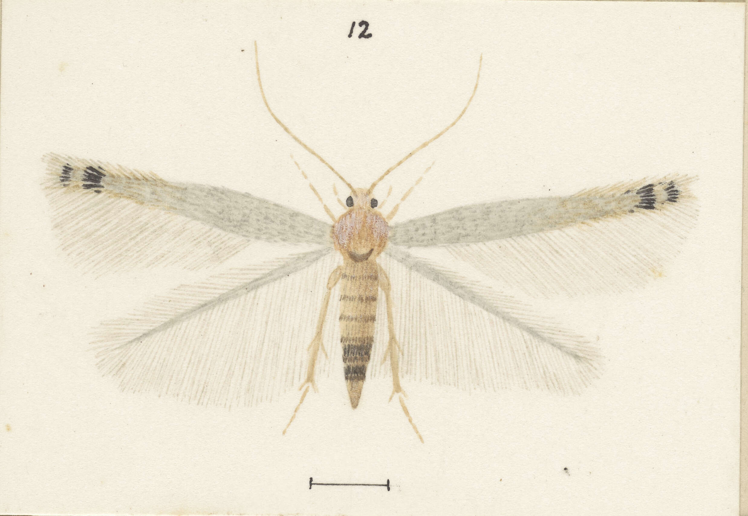 Image of Batrachedra filicicola Meyrick 1917