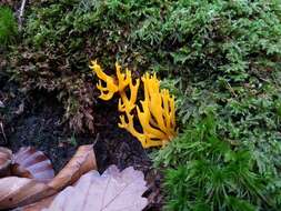 Image of Calocera viscosa (Pers.) Fr. 1821