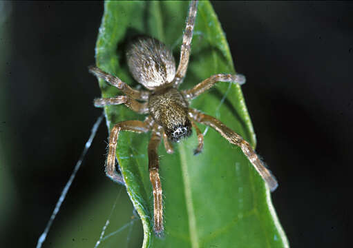 Image of Desid spider