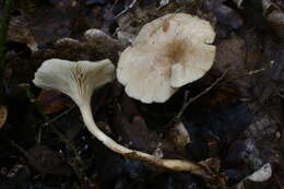 Image of Singerocybe