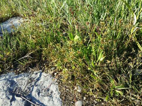 Image of Yellow Flat Sedge