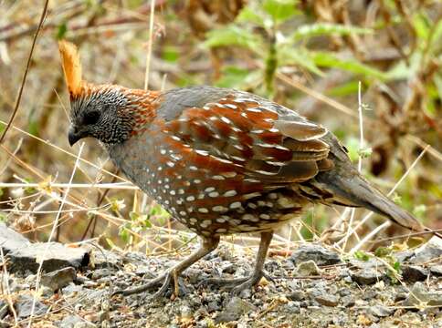 Image of Elegant Quail