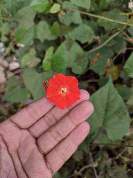 Image of Ipomoea coccinea