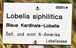 Слика од Lobelia siphilitica L.