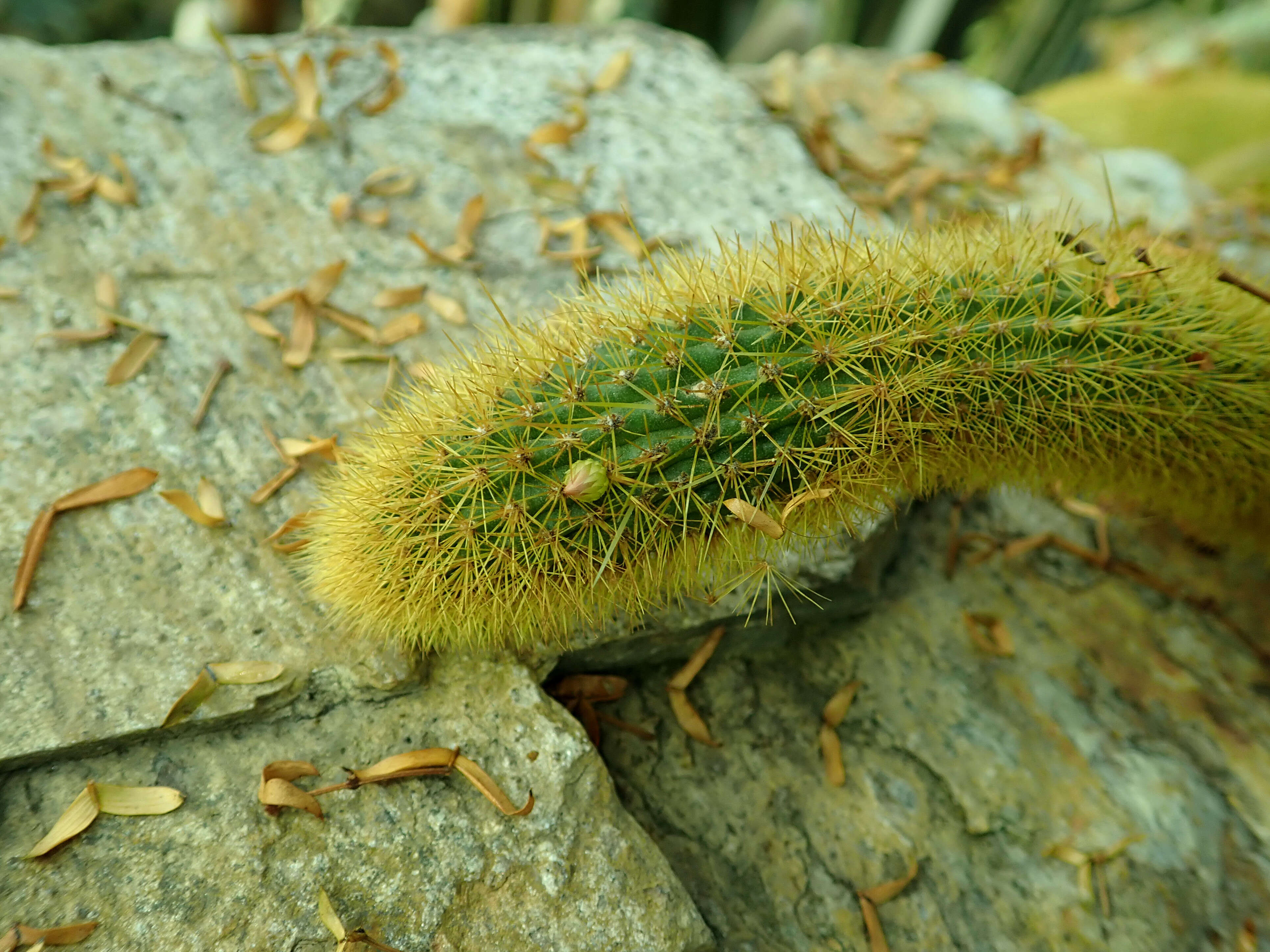 صورة Cleistocactus winteri D. R. Hunt