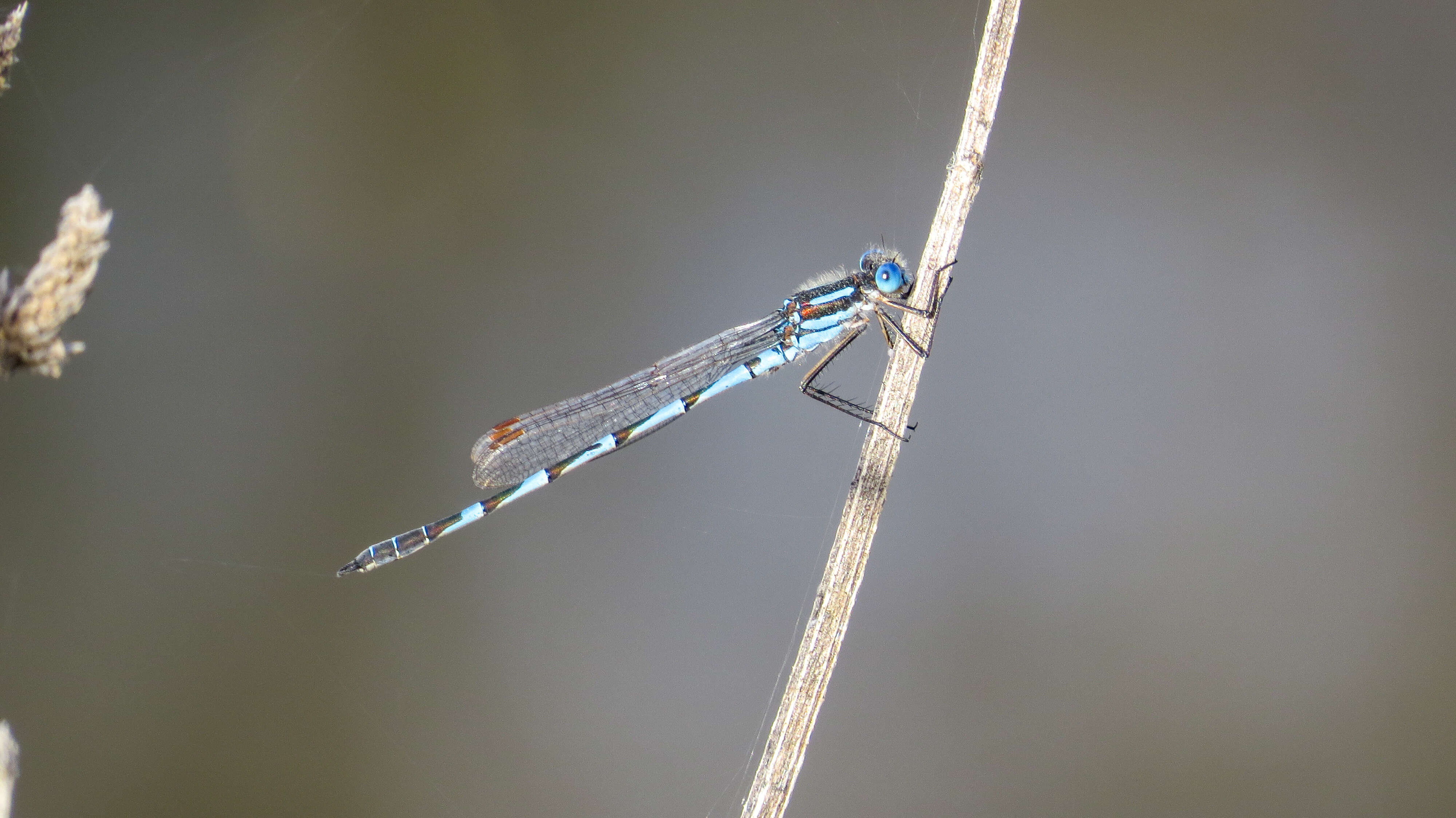 Image of Austrolestes annulosus (Selys 1862)