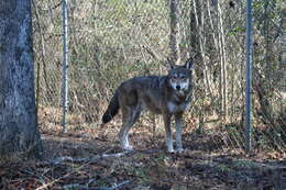 Image of Red wolf