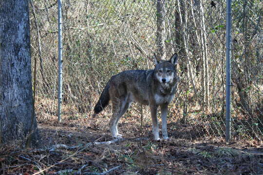 Image of Red wolf