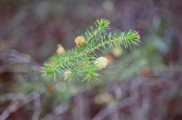 Image of juniper wattle