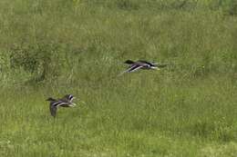 Image of Common Mallard