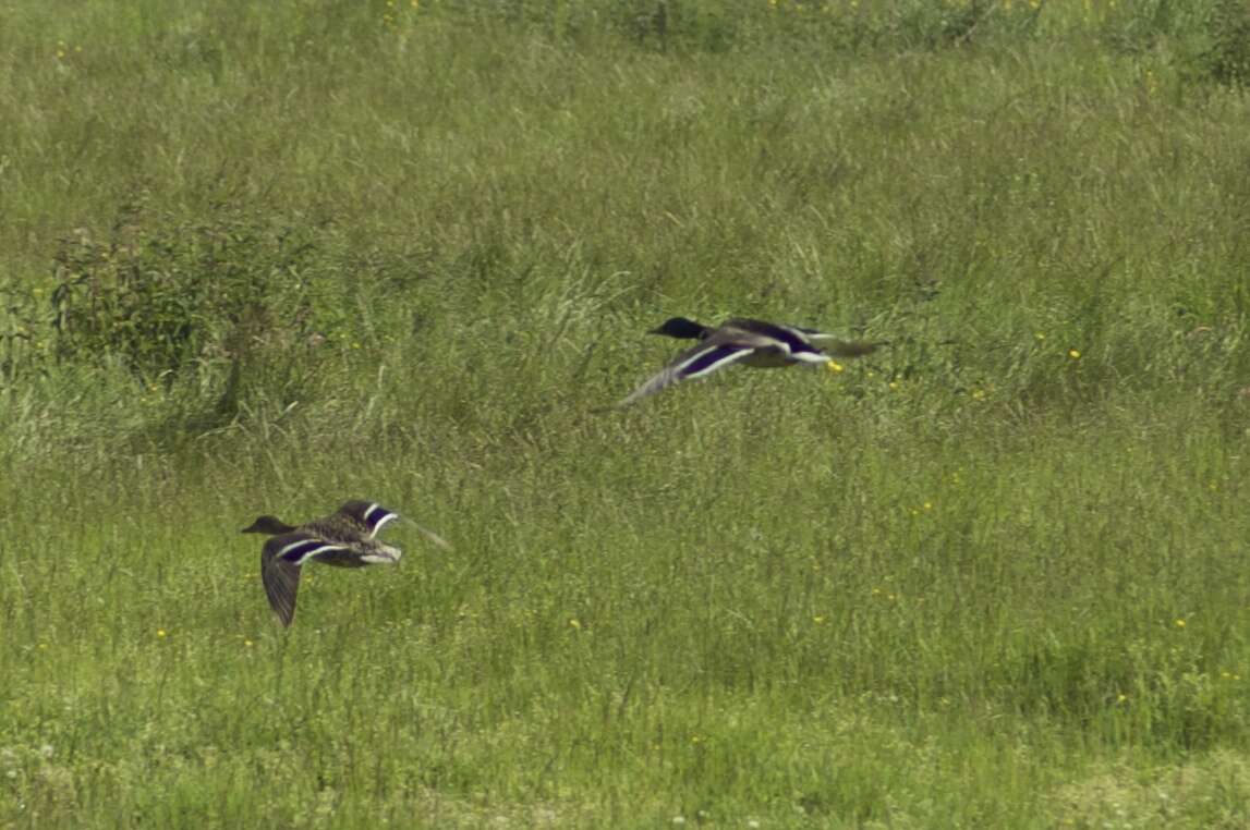 Image of Common Mallard