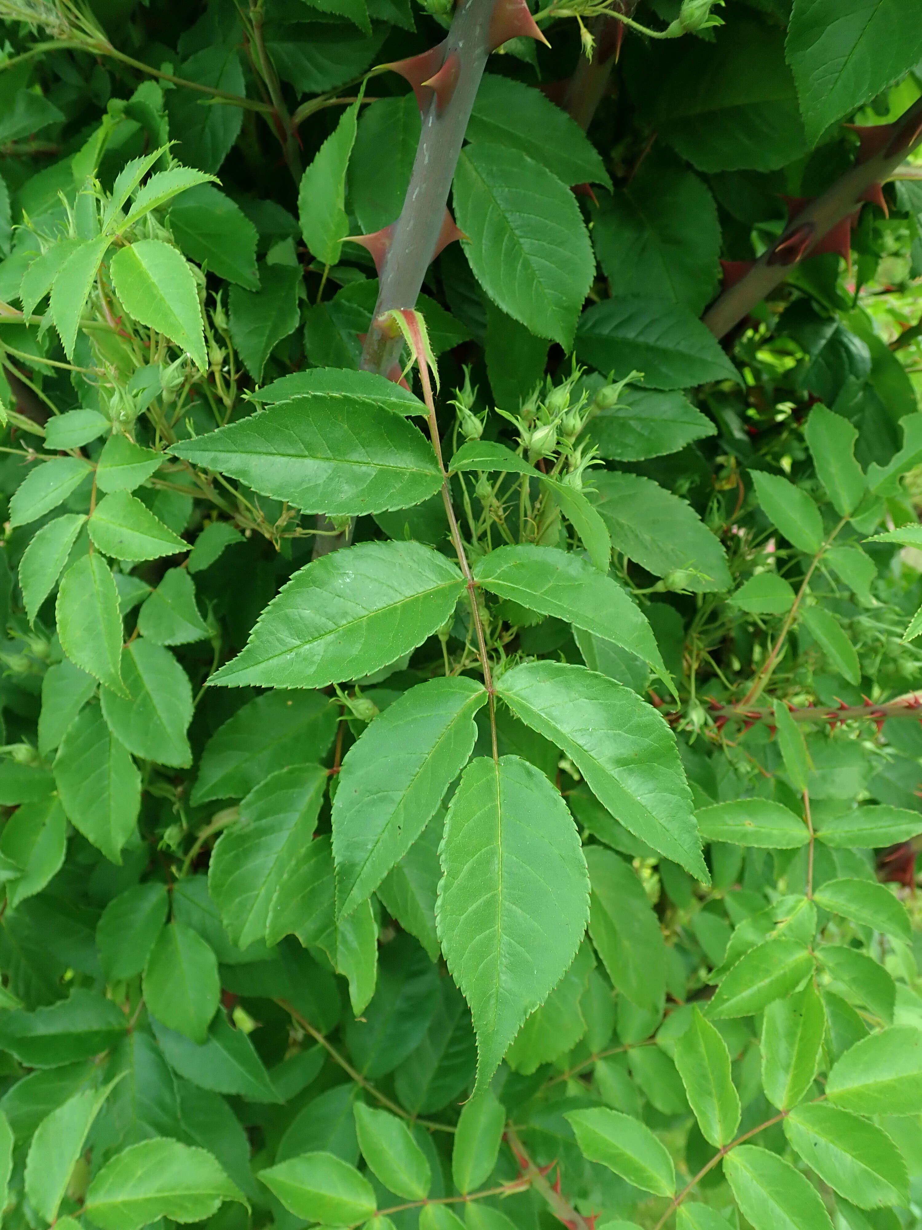 Image of climbing rose