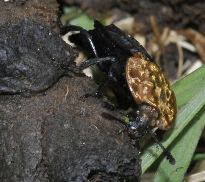 Image of Red-breasted Carrion Beetle