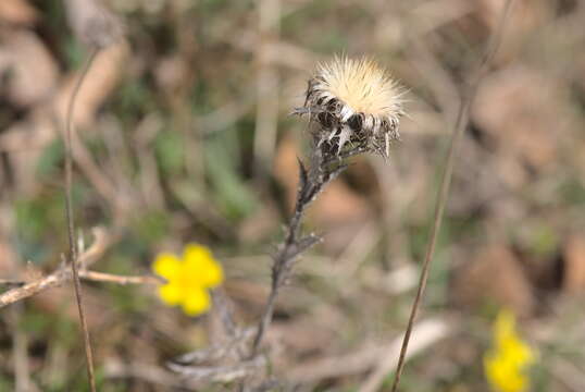 Image of carline thistle